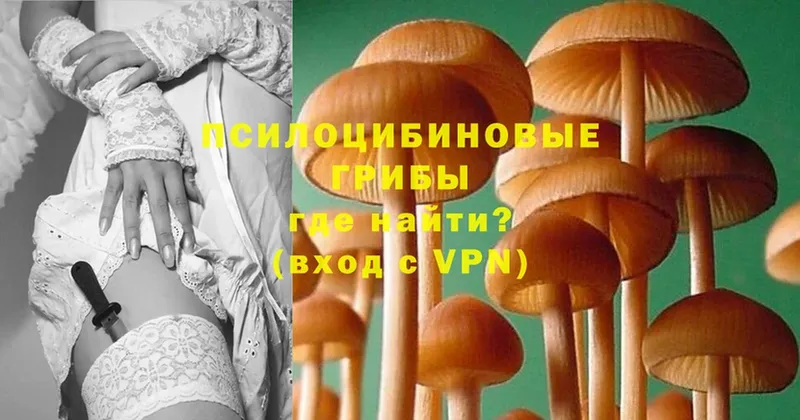 Псилоцибиновые грибы Cubensis  Палласовка 